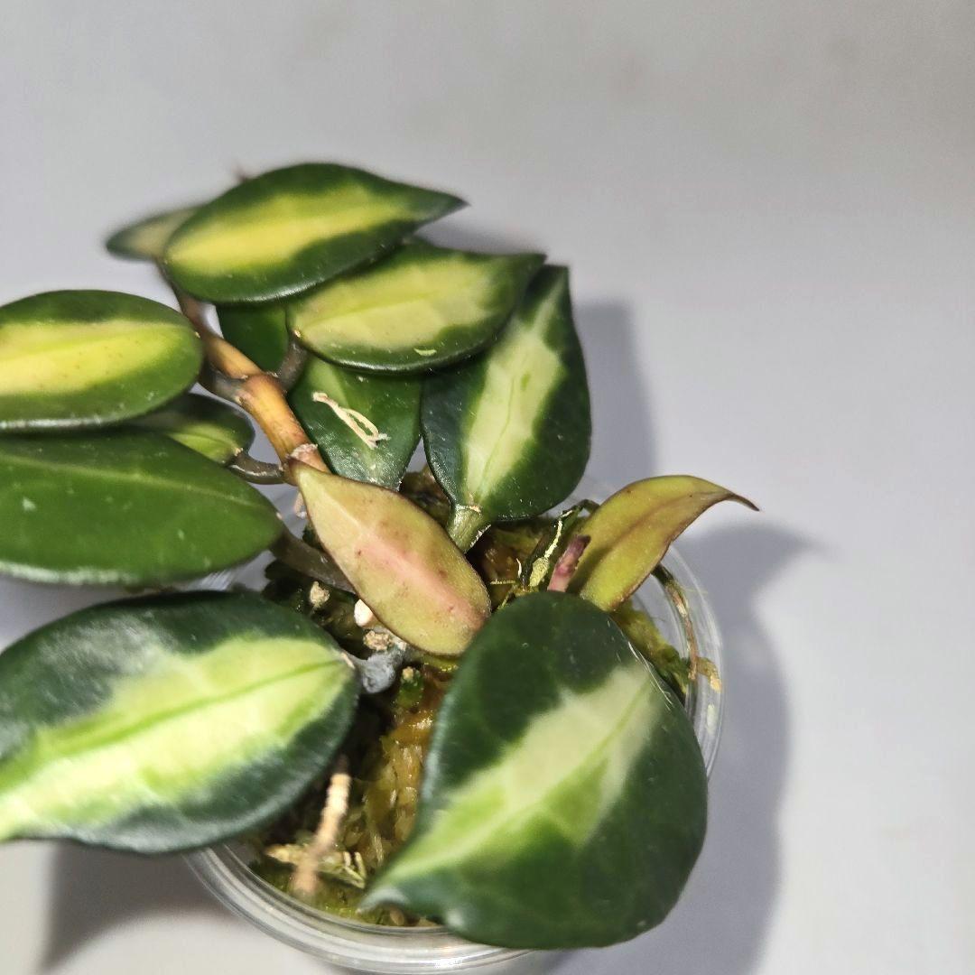 ホヤ　ラクノーサ　中斑種の３種セット