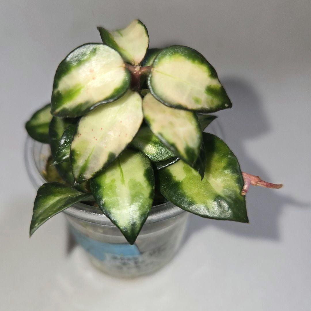 ホヤ　ラクノーサ　中斑種の３種セット