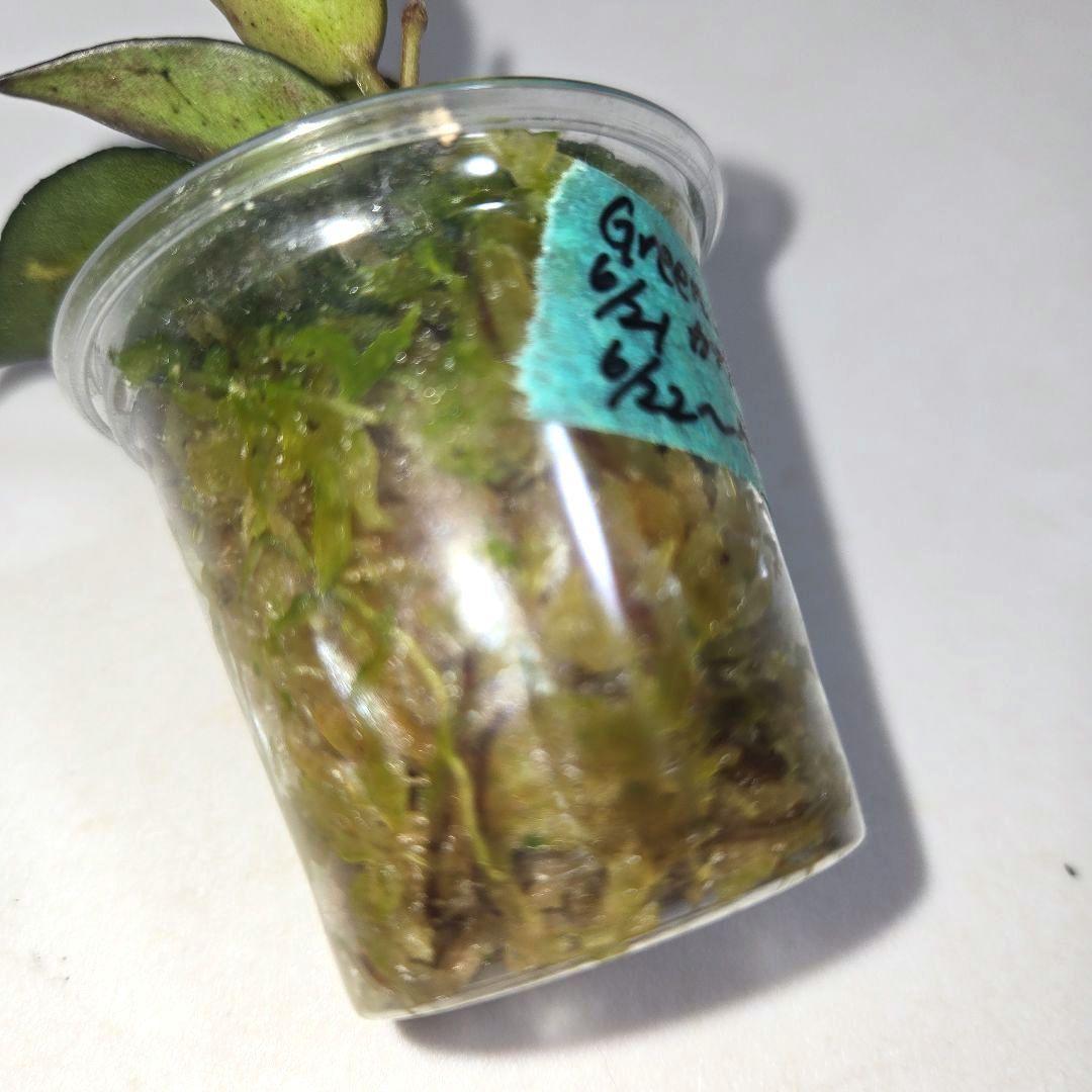 ホヤ　ラクノーサ　中斑種の３種セット