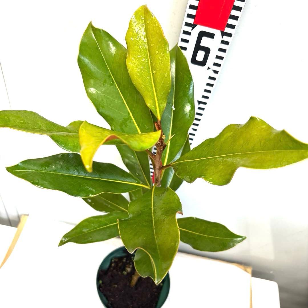 40. ケイパレス マグノリア 泰山木 タイサンボク 苗 苗木 小型品種