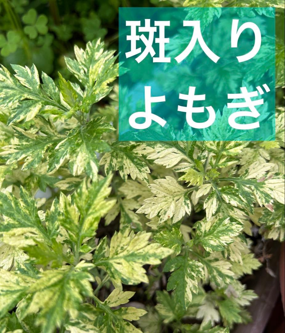 販売停止斑入り ヨモギ ポット苗 蓬 山野草