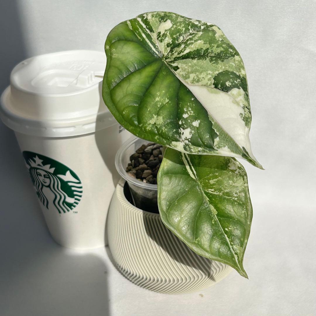 Alocasia Dragon Scale Variegata 【3】
