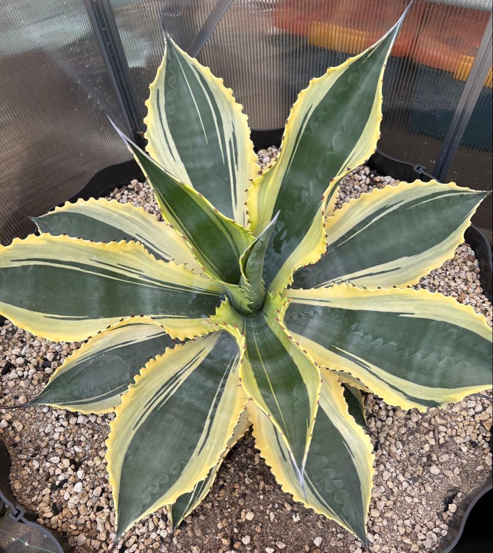 【抜き苗・お渡し】大株　アガベ　リップルエフェクト