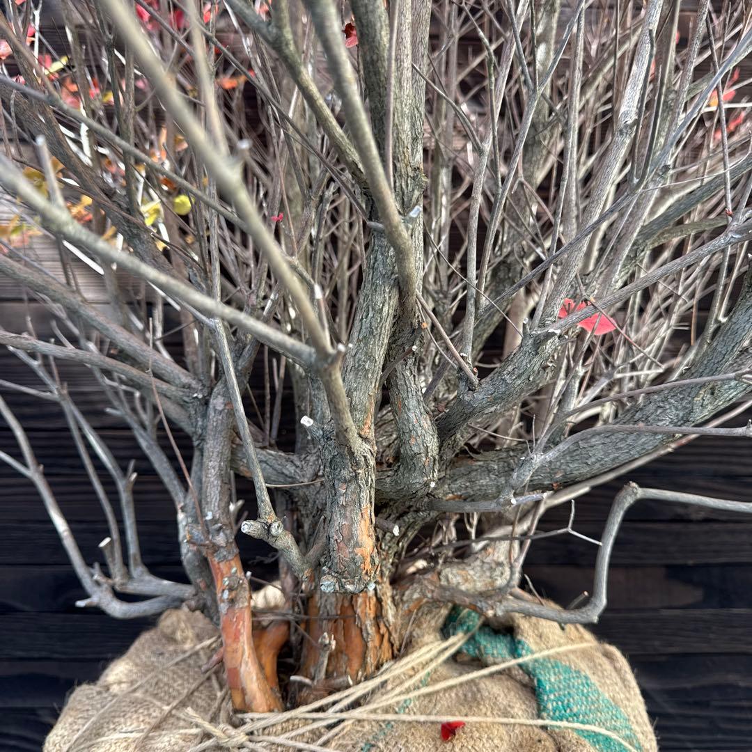 シロヤシオツツジ/特大株【現品発送】管理70740