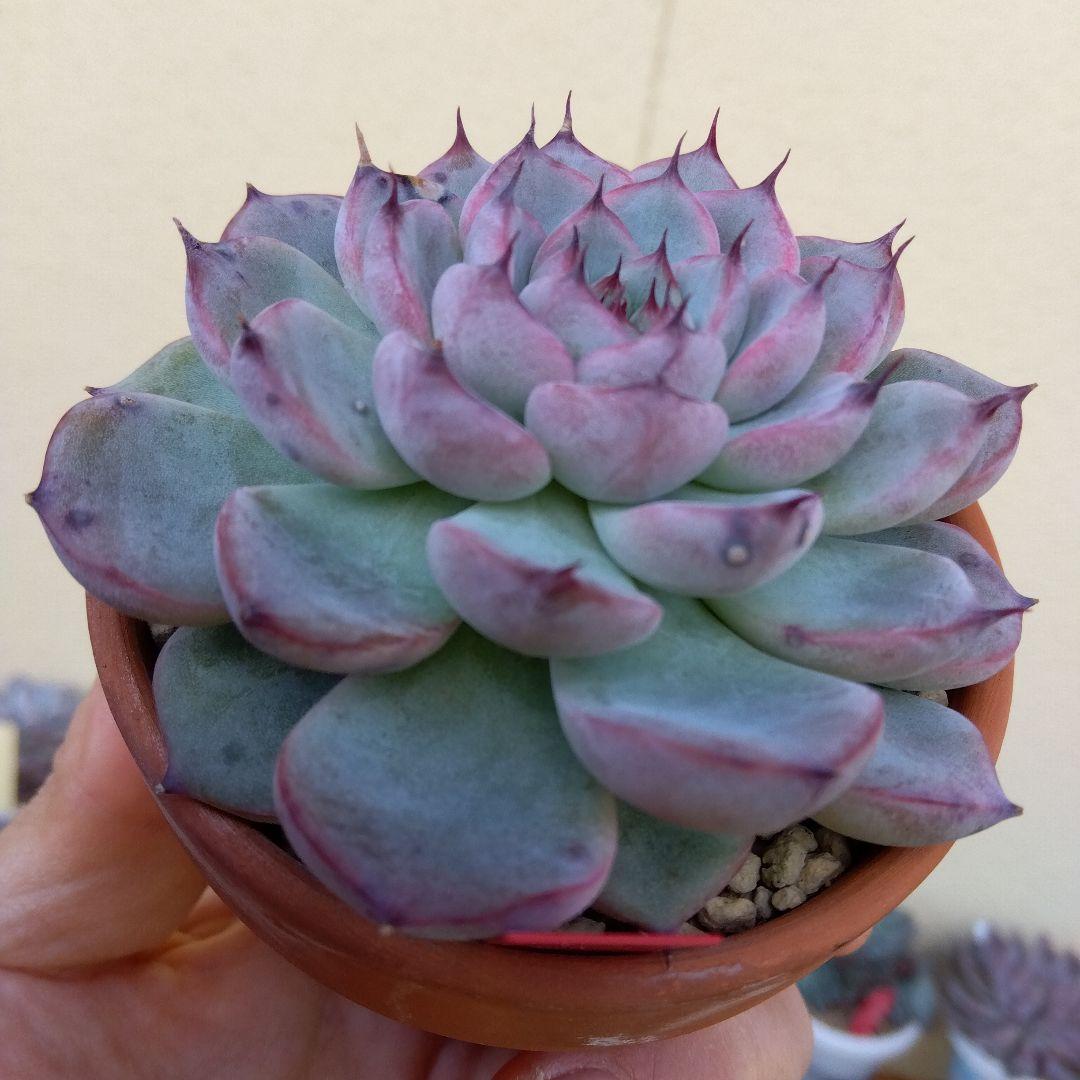 爪と葉色が素敵な～✡️026 ブルーベリームーン✡️おらいさん 多肉 抜き苗