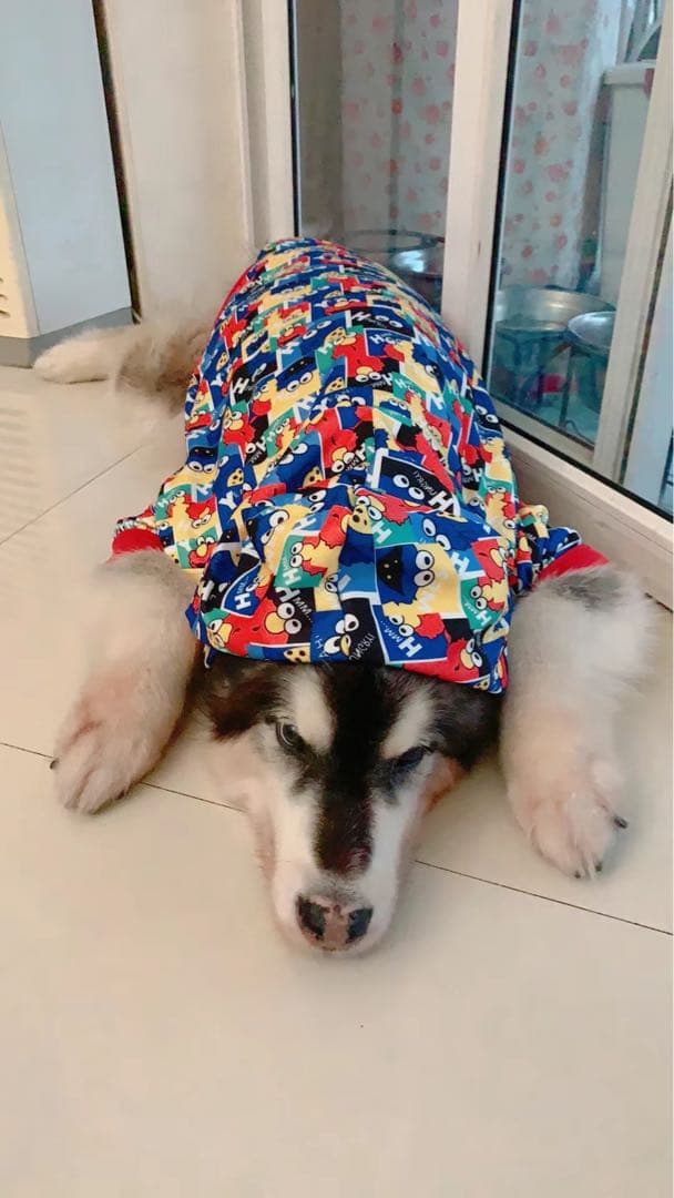 犬服2枚レインコート2枚