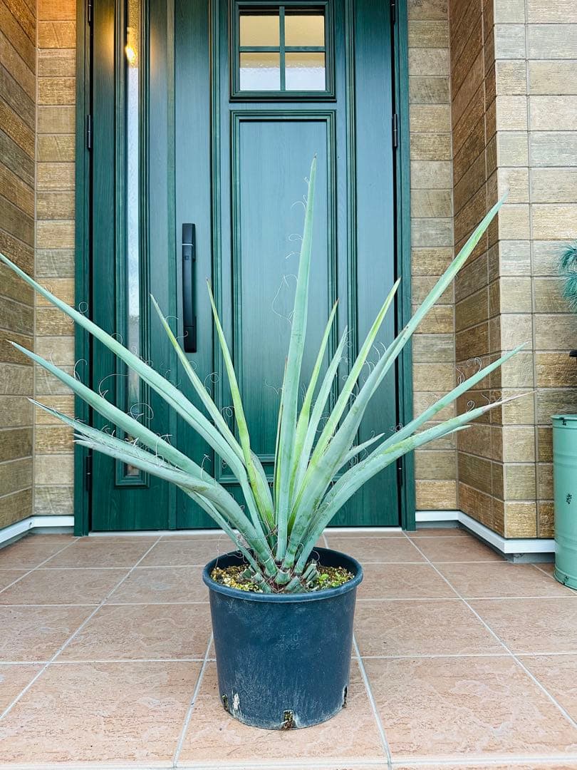 ユッカ　バッカタ　バナナユッカ　レア品種　ドライガーデン　ガーデニング