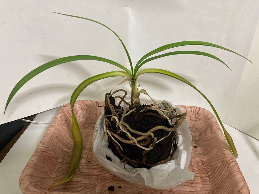 kensaku様　　アガパンサス　ご確認用