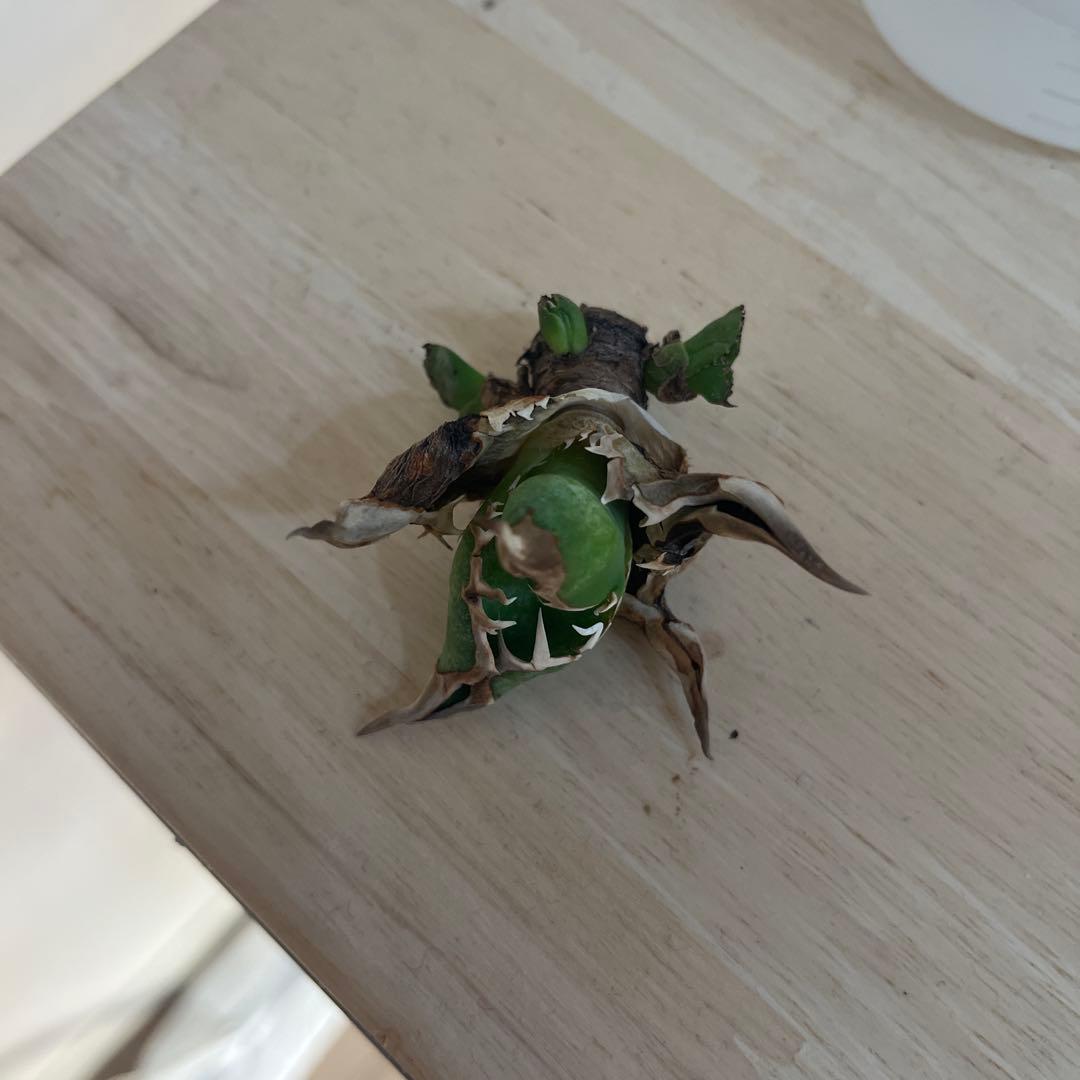 アガベ　チタノタ　追星　COK 親株+子株5個付き！