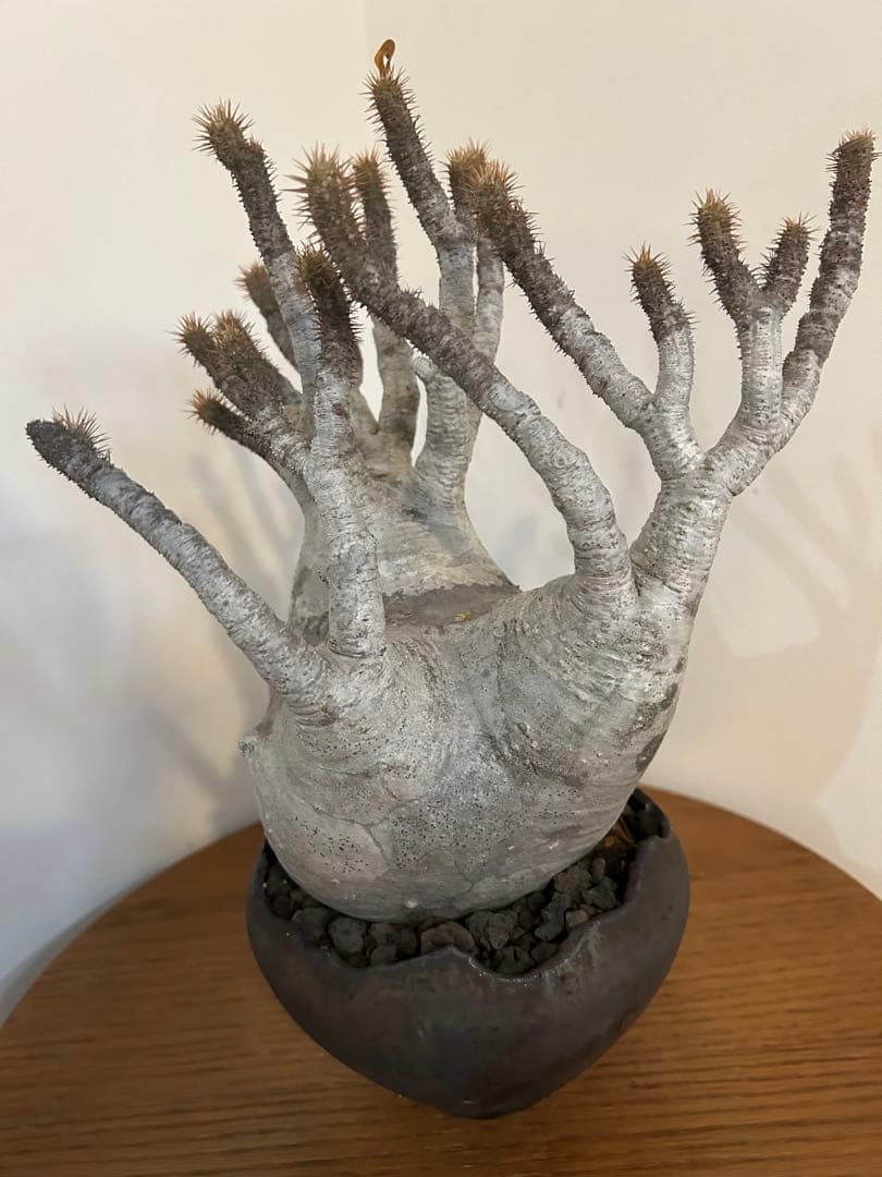 パキポディウム グラキリス 中川智治 鉢 多枝 発根済