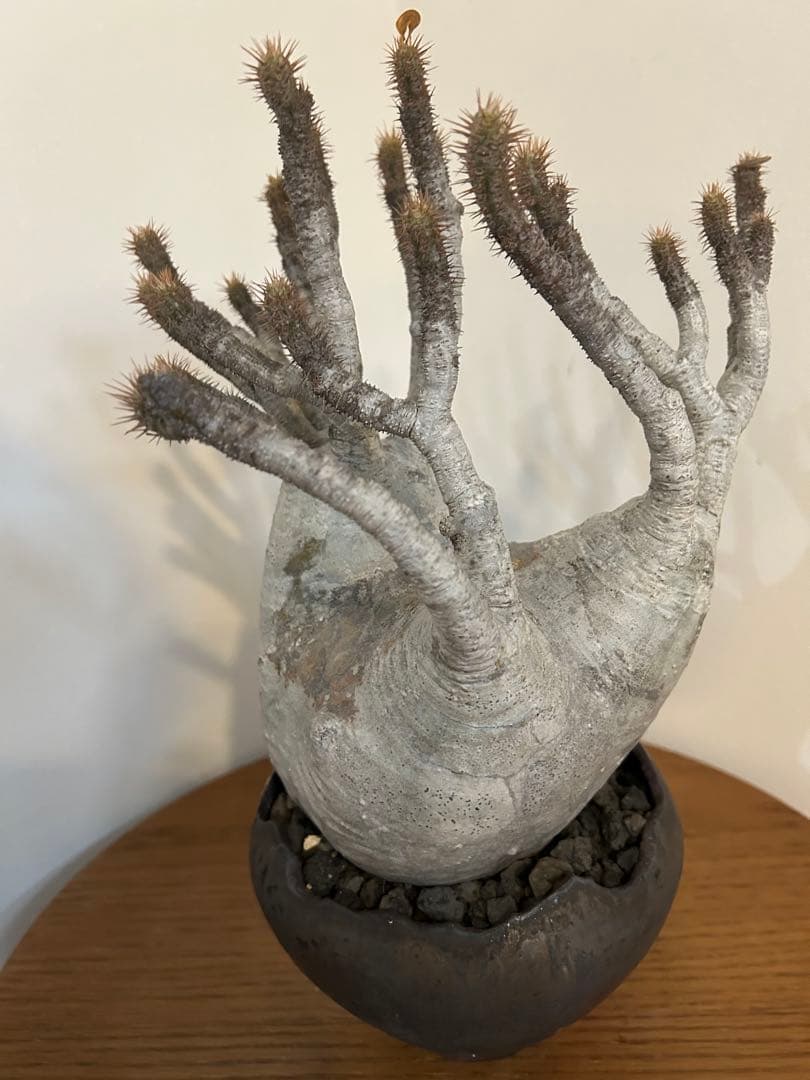 パキポディウム グラキリス 中川智治 鉢 多枝 発根済