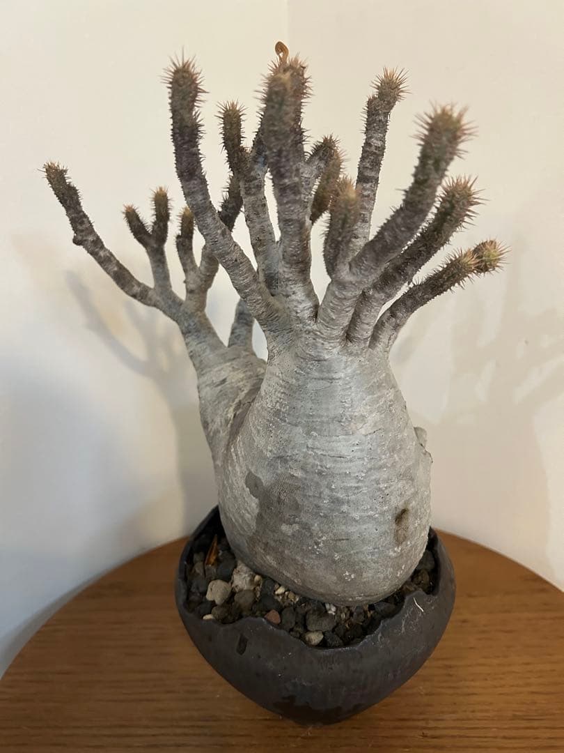 パキポディウム グラキリス 中川智治 鉢 多枝 発根済