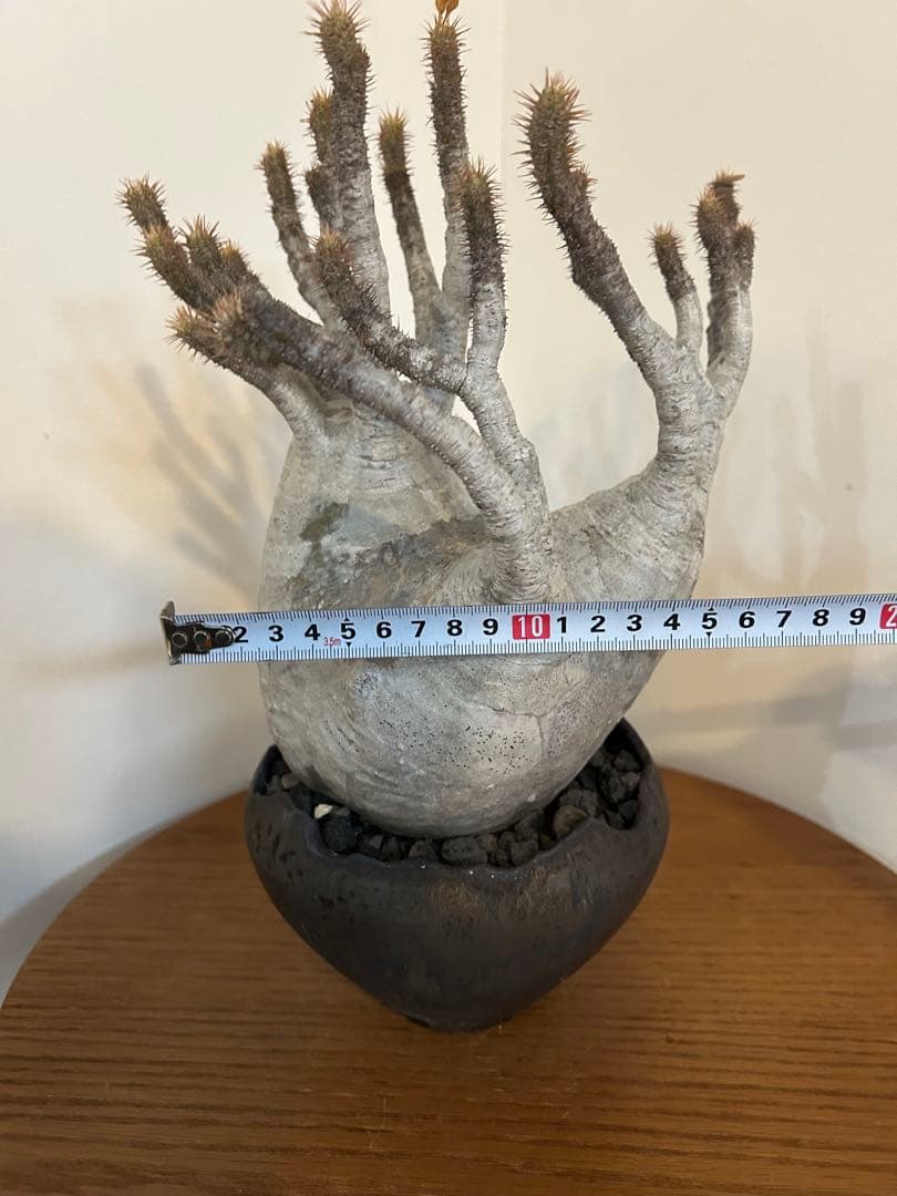 パキポディウム グラキリス 中川智治 鉢 多枝 発根済