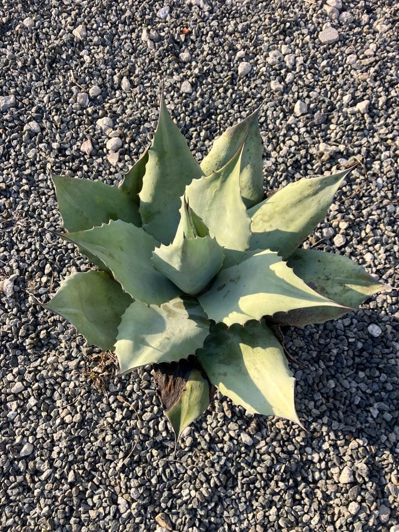 アガベ オバティフォリア 大株 美株 フロスティブルー オルカ 実生