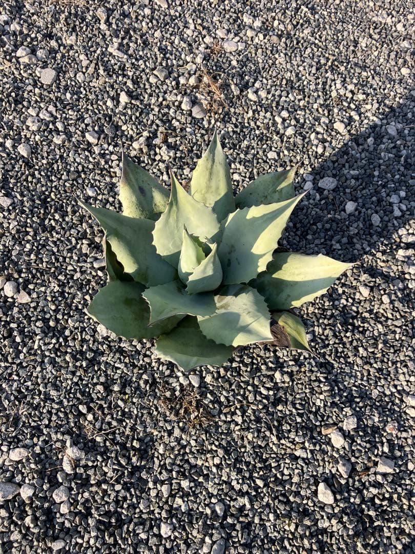 アガベ オバティフォリア 大株 美株 フロスティブルー オルカ 実生