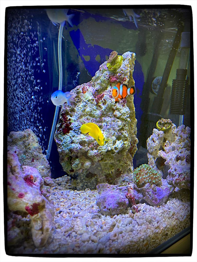 【値下げ】ガラス水槽 SET※ ゆとさん専用