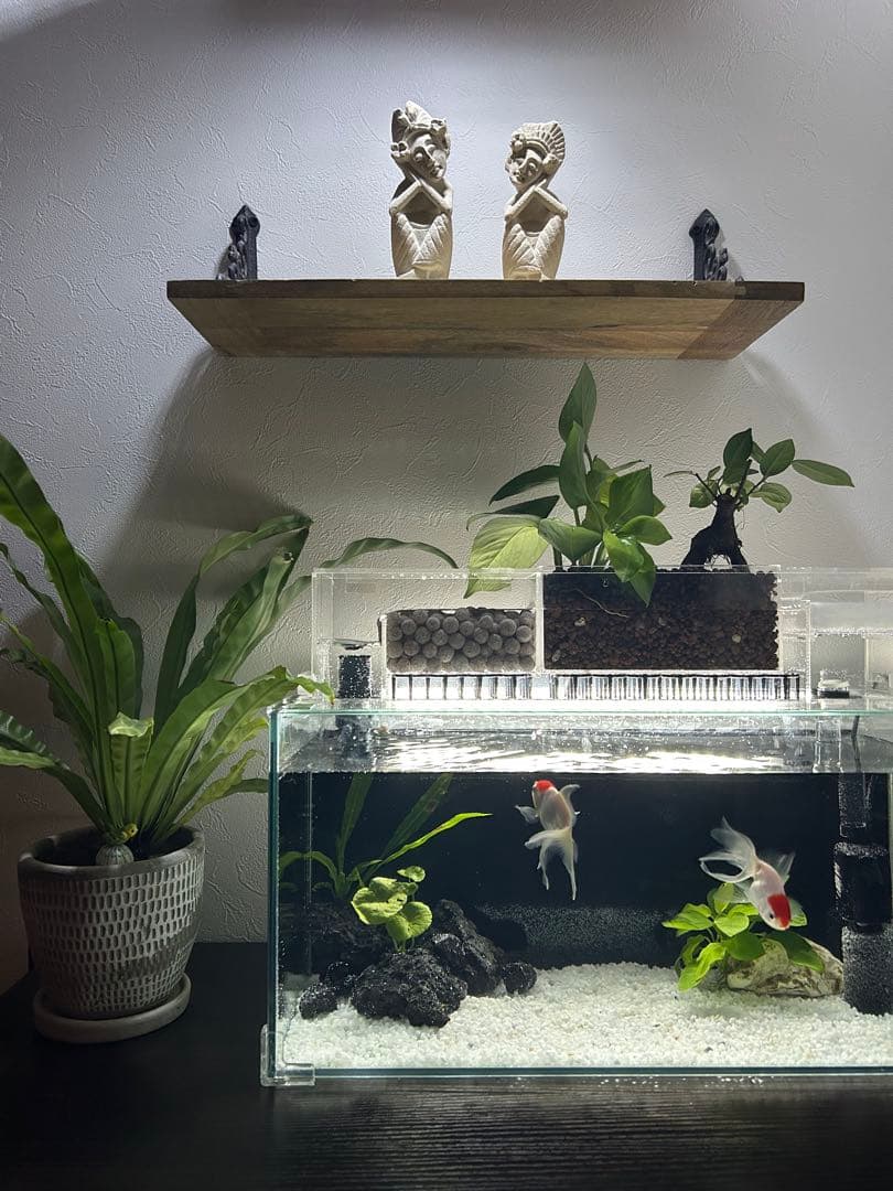 W450ガラス水槽20Lアクアリウム水槽アクアポニックス（観葉植物）仕様