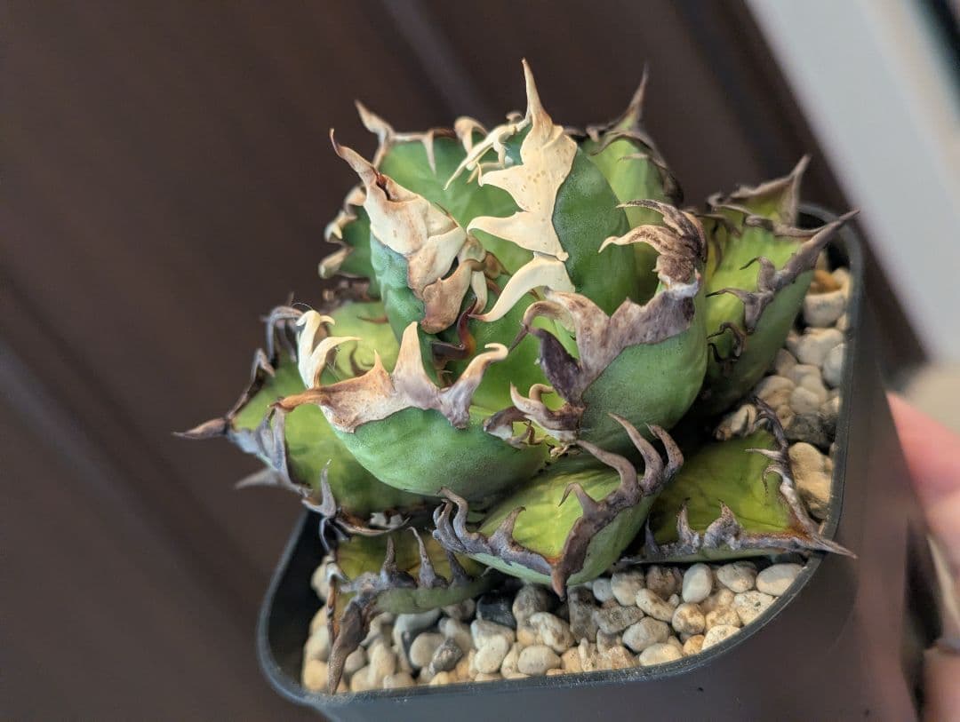 チタノタ「太陽光管理 ゴリ猫」かなりエグい株 鉢ごと発送