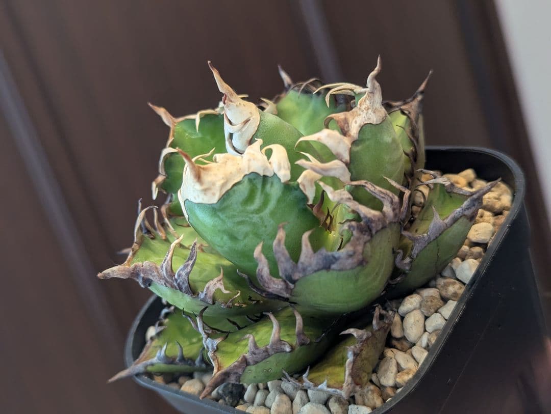 チタノタ「太陽光管理 ゴリ猫」かなりエグい株 鉢ごと発送