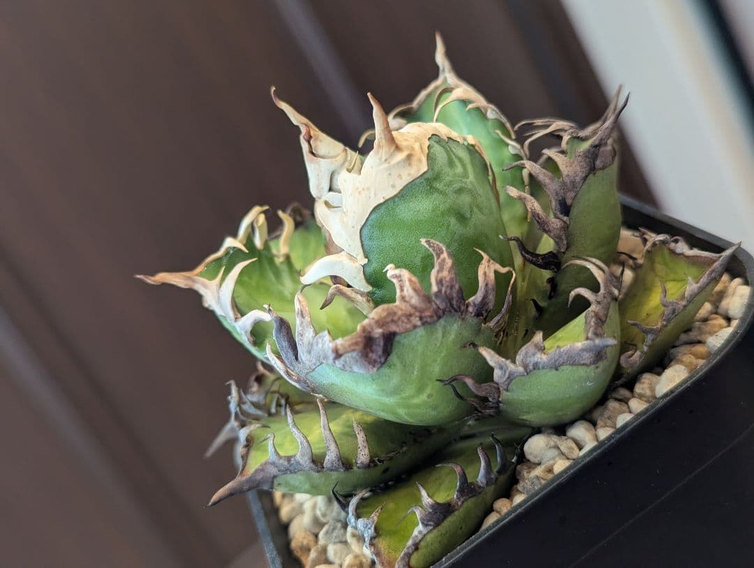 チタノタ「太陽光管理 ゴリ猫」かなりエグい株 鉢ごと発送