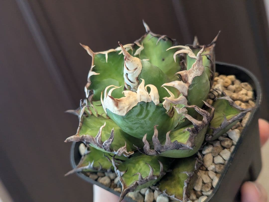 チタノタ「太陽光管理 ゴリ猫」かなりエグい株 鉢ごと発送