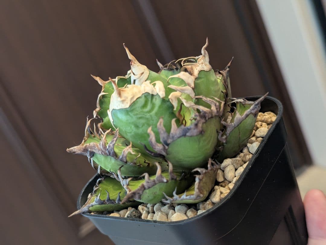 チタノタ「太陽光管理 ゴリ猫」かなりエグい株 鉢ごと発送