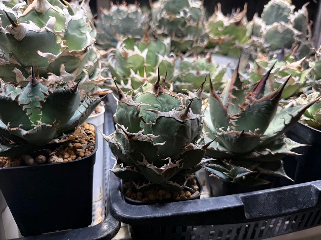 【育成株】アガベ オテロイ実生 チタノタ