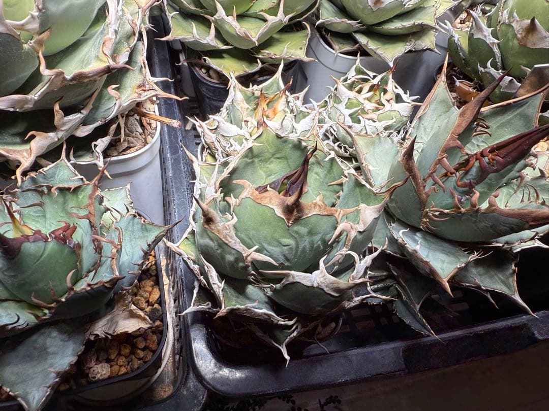 【育成株】アガベ オテロイ実生 チタノタ