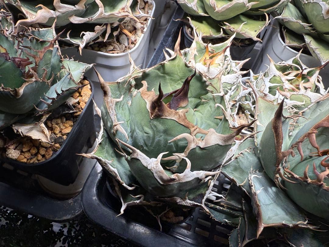 【育成株】アガベ オテロイ実生 チタノタ