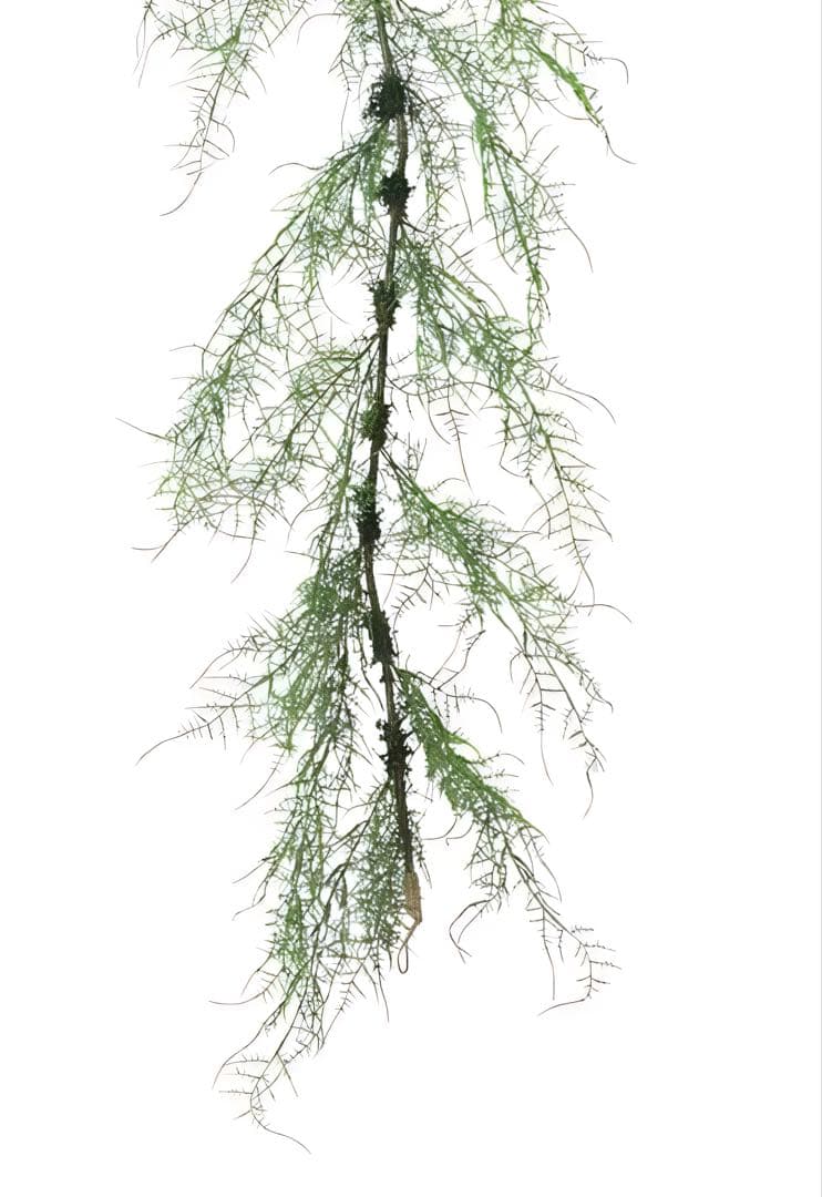 光触媒　人工観葉植物　ウォールグリーン　フェイクグリーン　アスパラガスガーランド