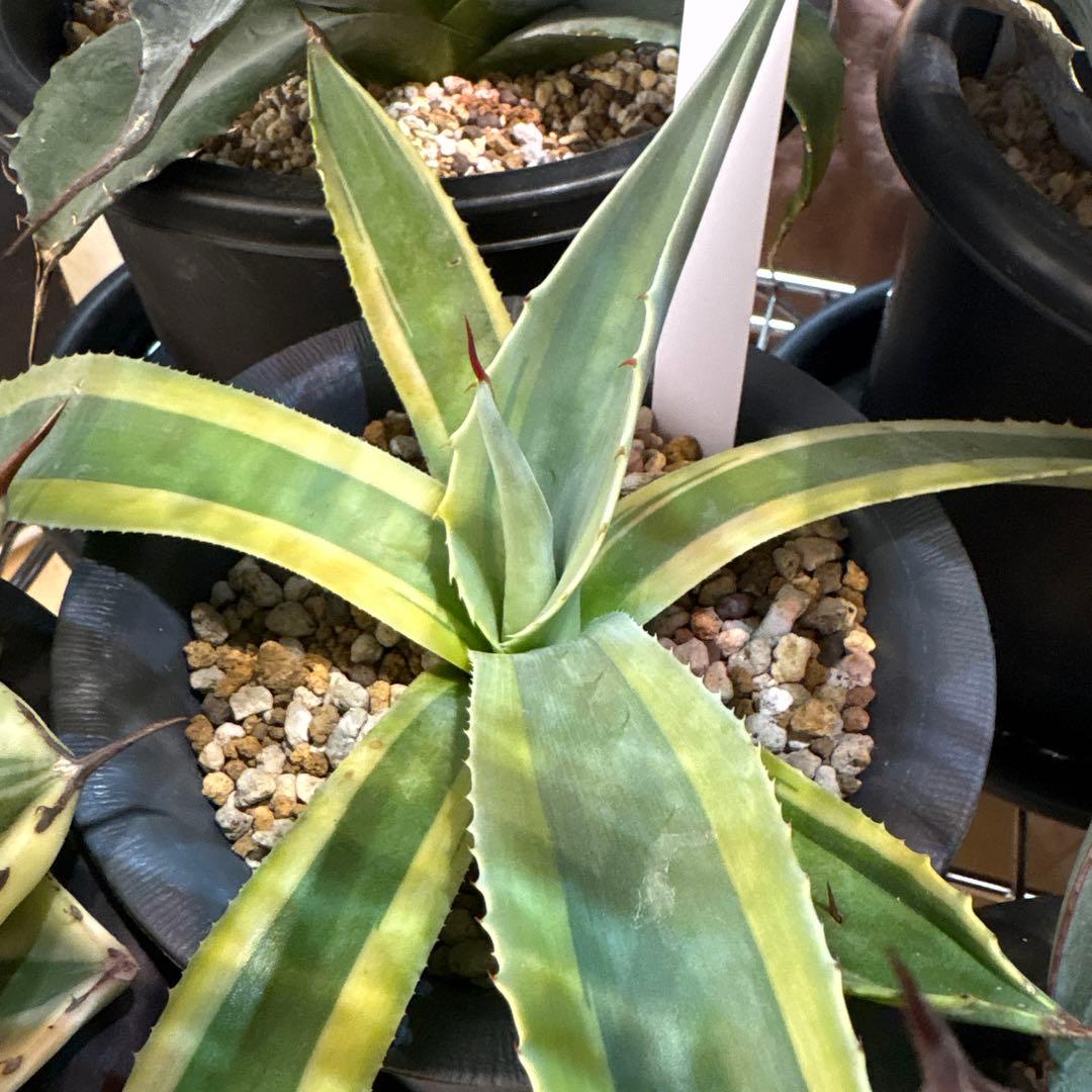 アガベ オバティフォリア オルカ 検 キラー リップル パリー