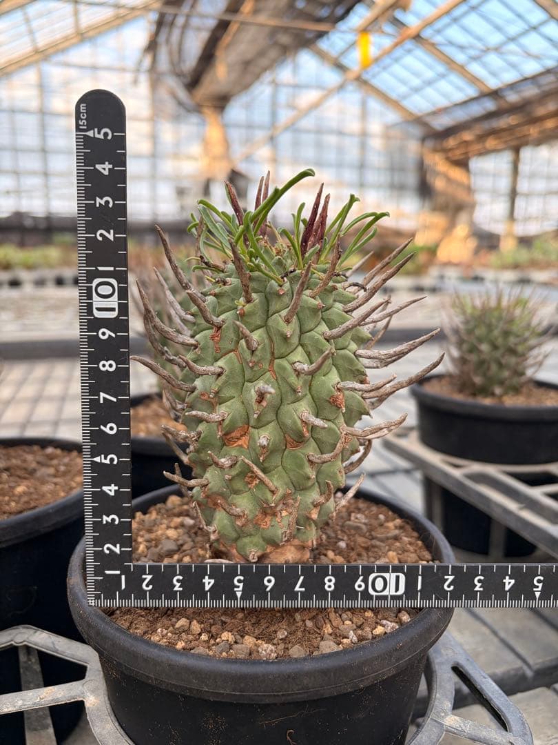 Euphorbia schoenlandii 現地株