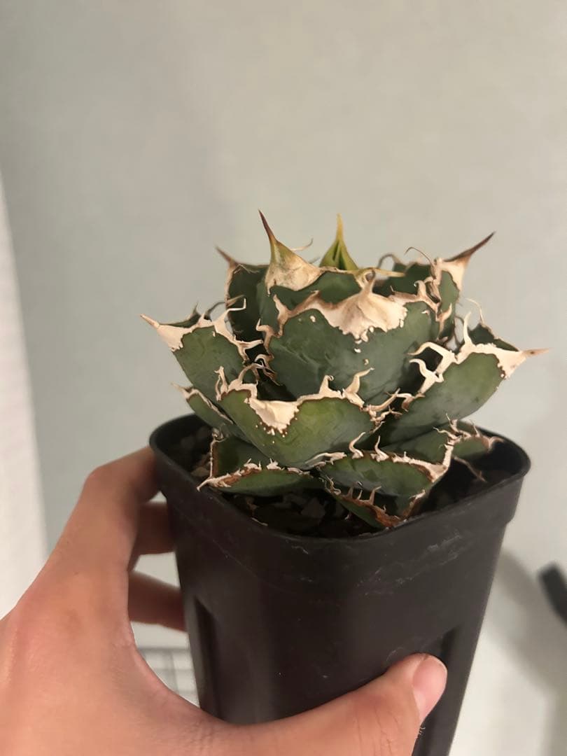 アガベ チタノタ 龍球会 LGQー2 中株