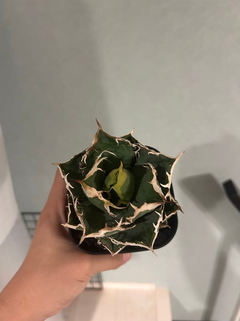 アガベ チタノタ 龍球会 LGQー2 中株