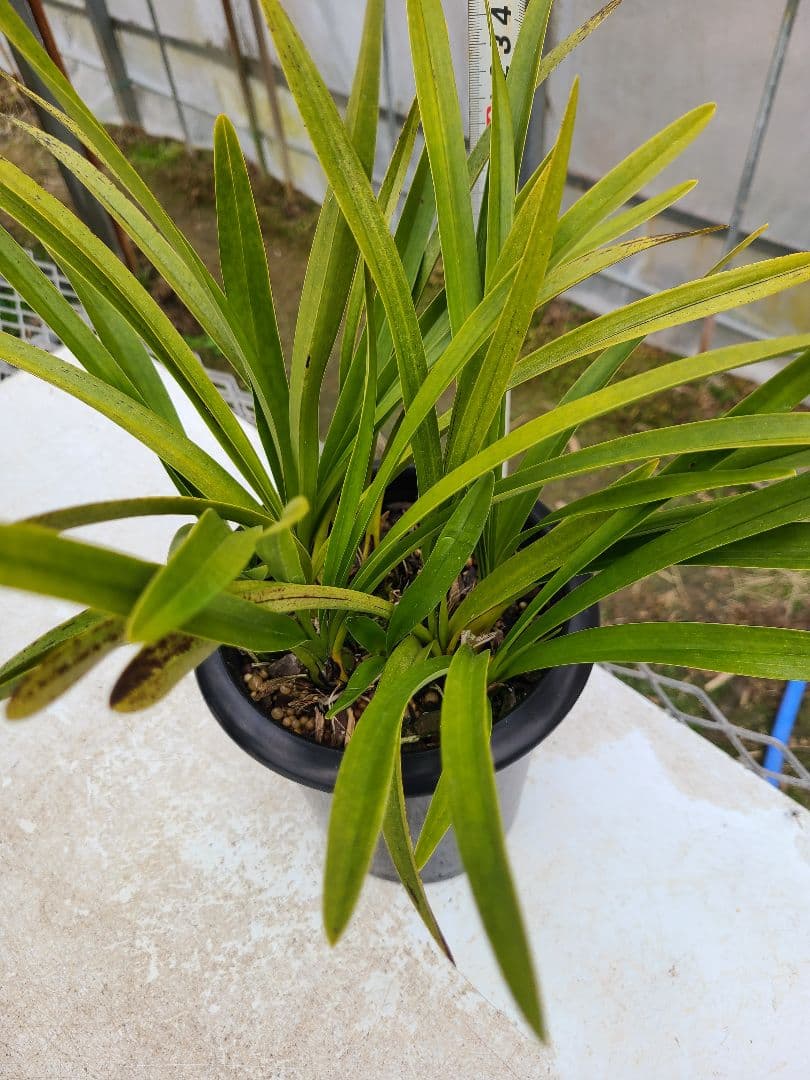 とわ様確認用。