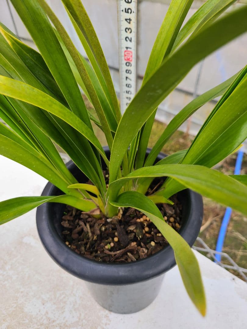 とわ様確認用。