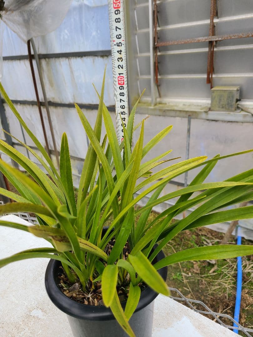 とわ様確認用。