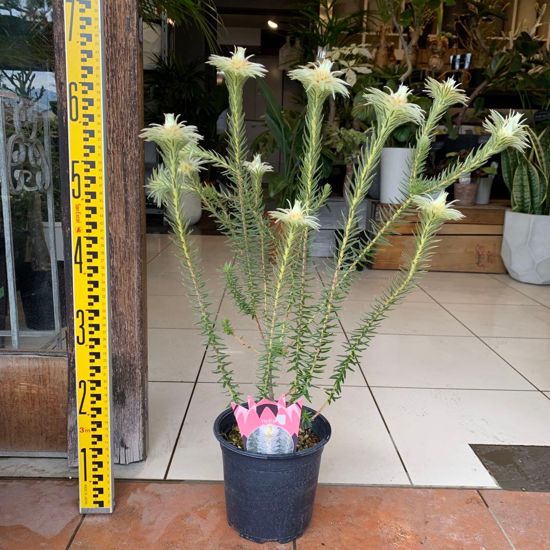 希少 フィリカ ハイドラ 2