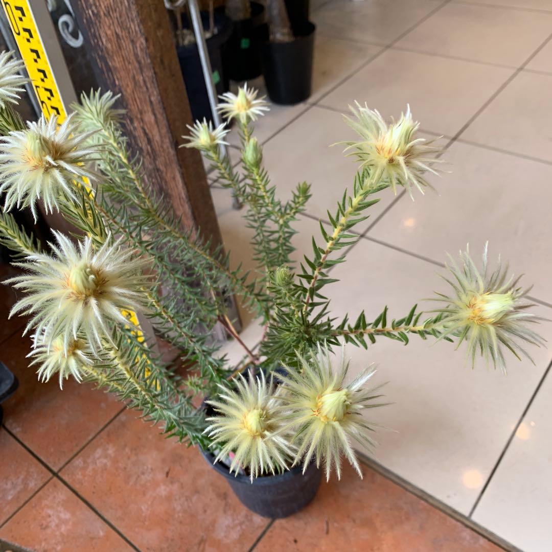 希少 フィリカ ハイドラ 2