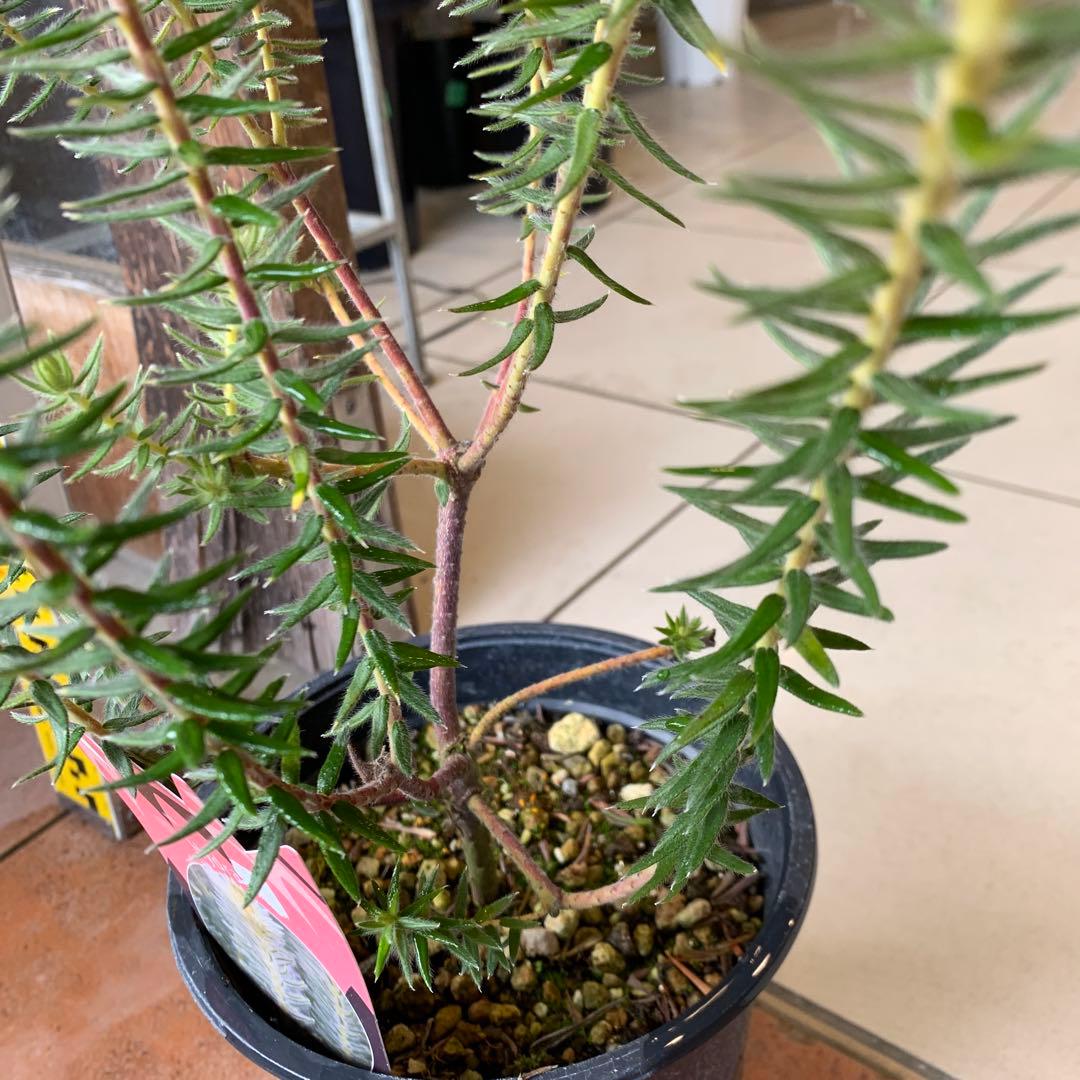 希少 フィリカ ハイドラ 2