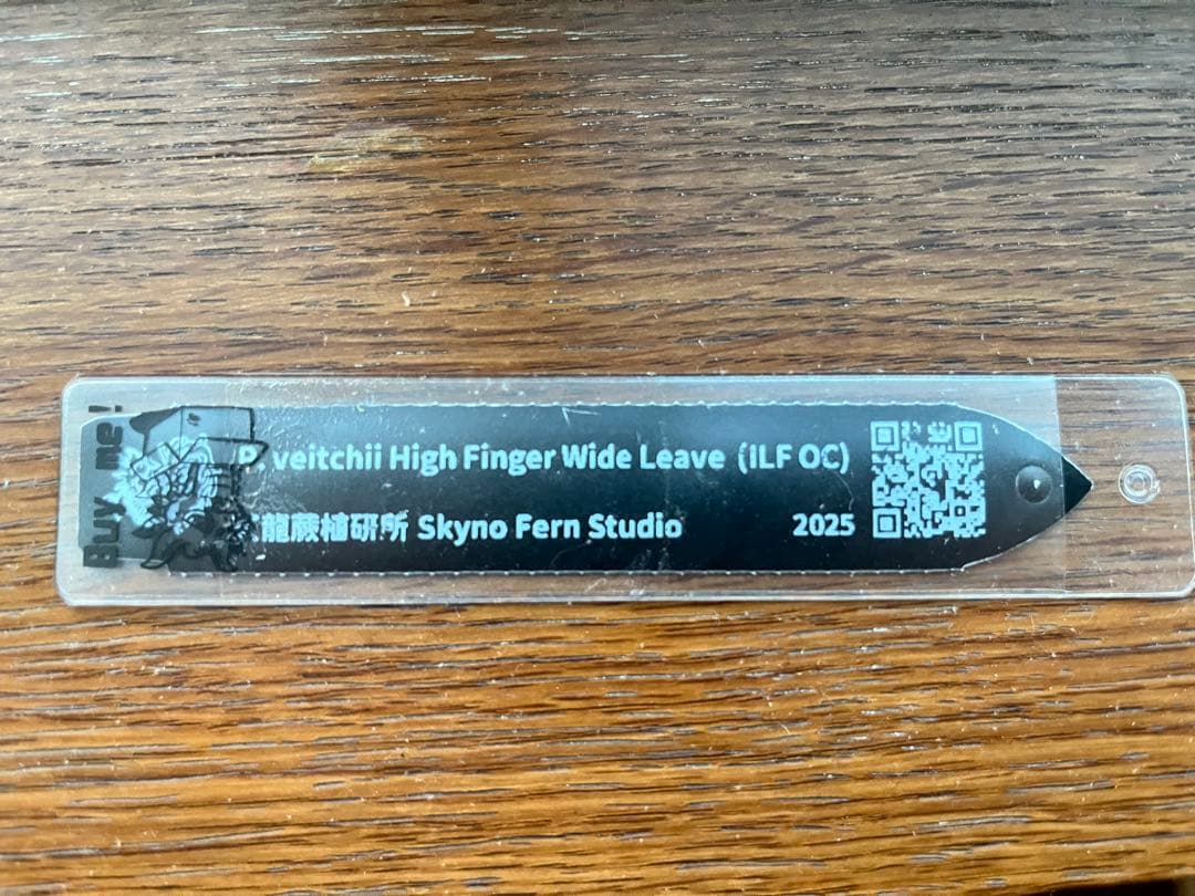 ビカクシダ P.veitchii High Finger Wide Leave ILF OC