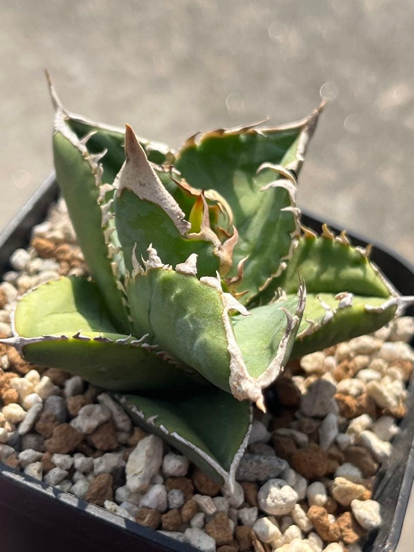 アガベ　大白鯊　チタノタ　発根済み