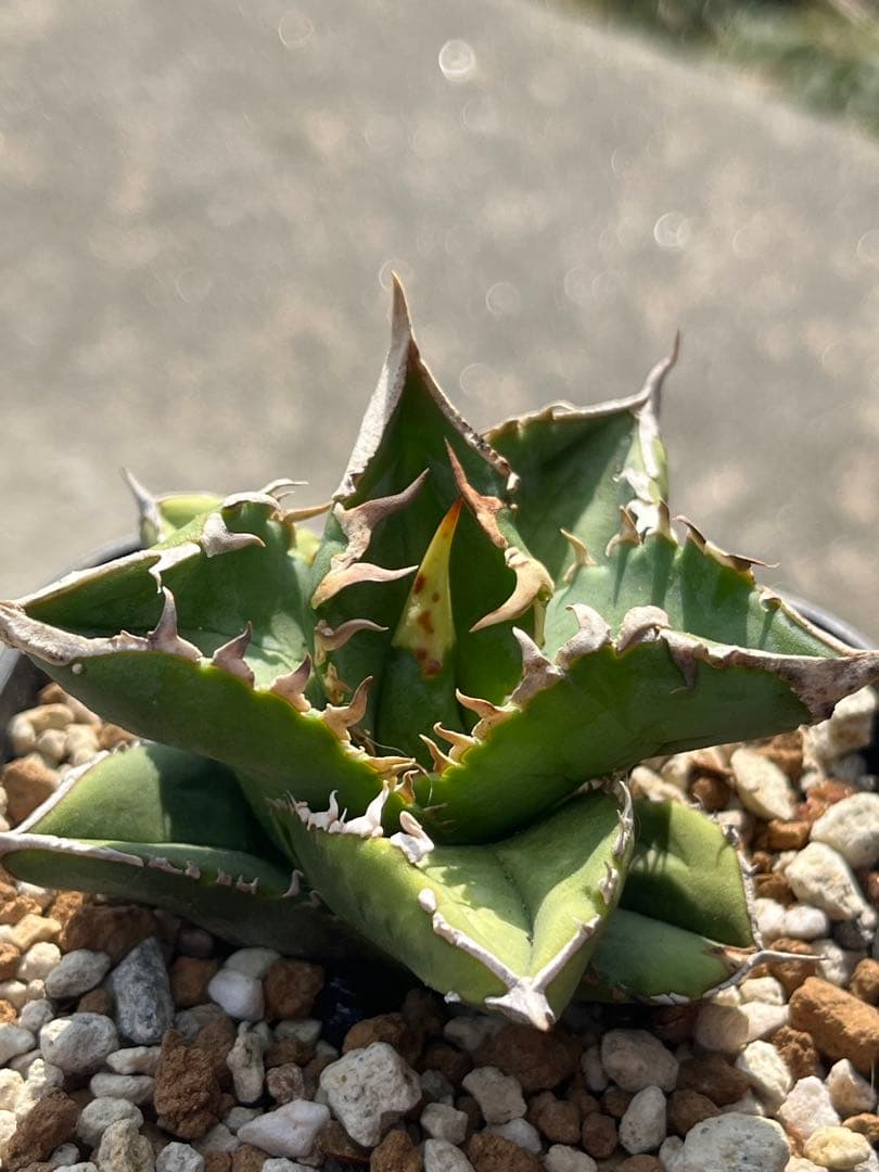 アガベ　大白鯊　チタノタ　発根済み