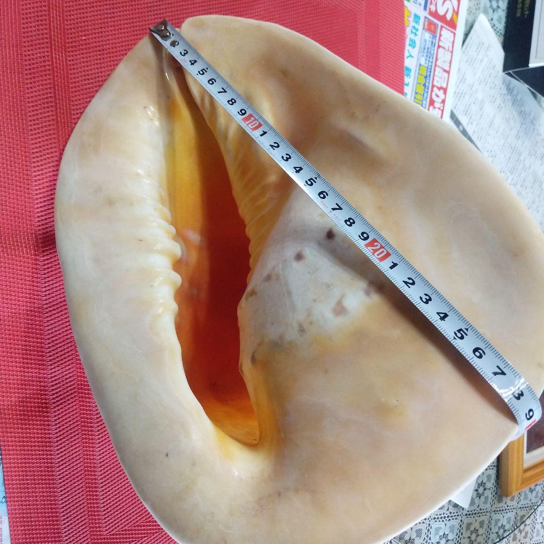 アコア貝　本物