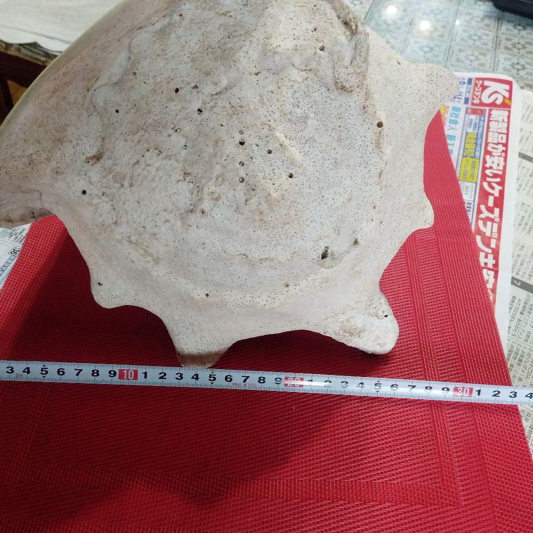 アコア貝　本物