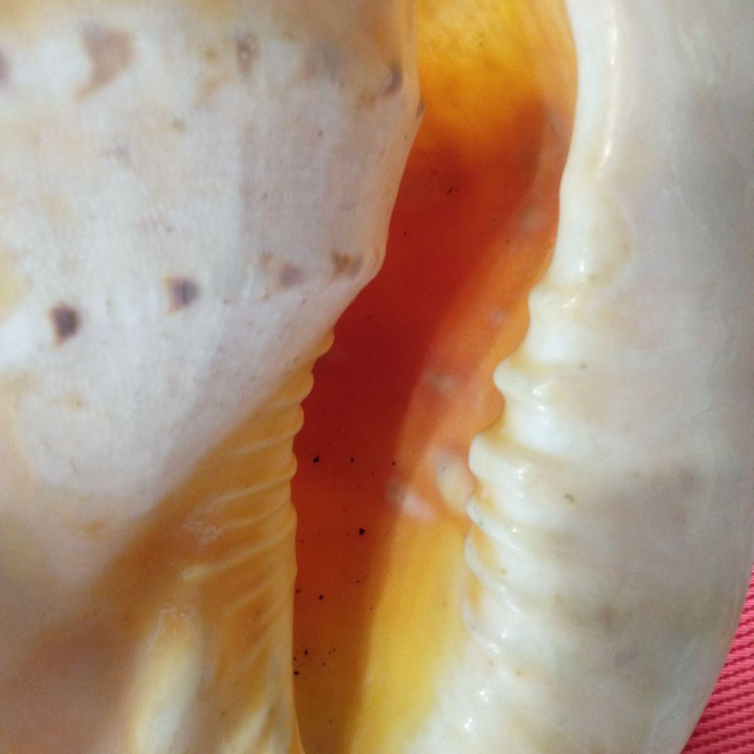 アコア貝　本物