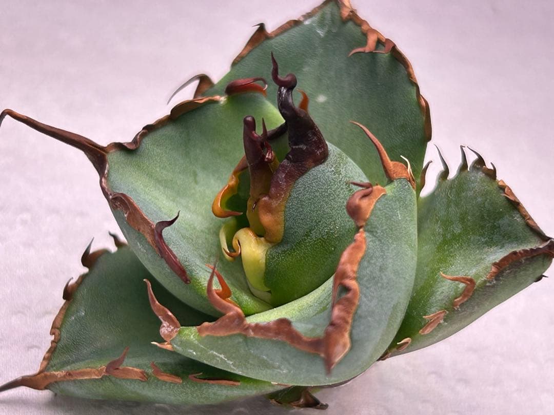 ハデス アガベ チタノタ 親画像あり