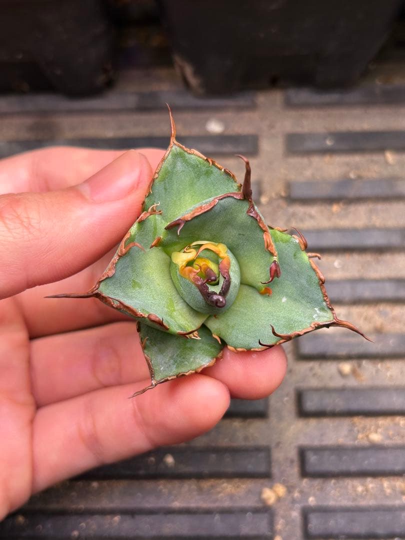 ハデス アガベ チタノタ 親画像あり