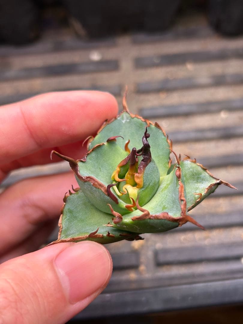 ハデス アガベ チタノタ 親画像あり