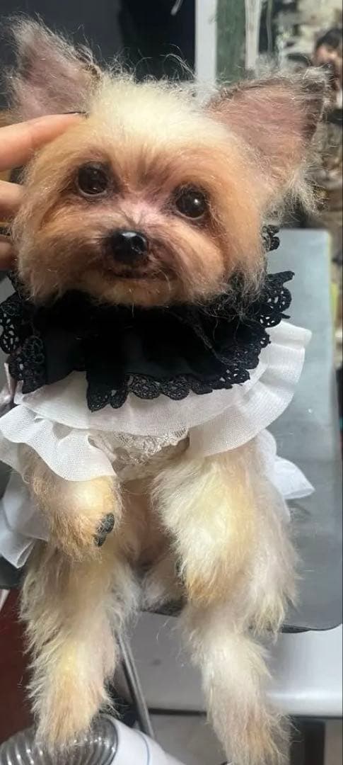 愛犬 モヘア オーダーメイド 20センチ